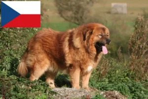 Přečtete si více ze článku Chovatelé tibetských psů a štěňat v České republice