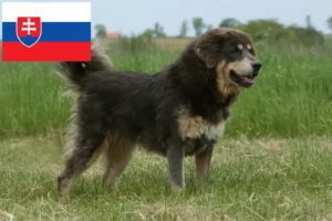 Přečtete si více ze článku Chovatelé tibetských mastifů a štěňat na Slovensku