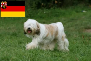 Přečtete si více ze článku Chovatelé tibetských teriérů a štěňat v Porýní-Falci