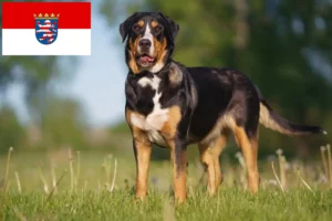 Přečtete si více ze článku Chovatel velkých švýcarských salašnických psů a štěňat v Hesensku