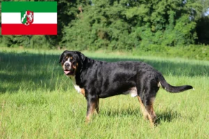 Přečtete si více ze článku Chovatelé velkých švýcarských salašnických psů a štěňat v Severním Porýní-Vestfálsku