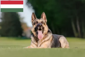 Přečtete si více ze článku Chovatelé východoevropských ovčáků a štěňat v Maďarsku