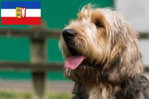 Přečtete si více ze článku Chovatelé a štěňata vydry ve Šlesvicku-Holštýnsku