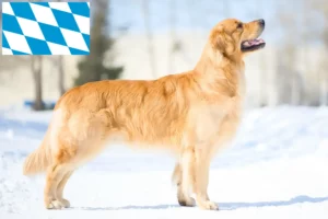 Přečtete si více ze článku Chovatelé zlatých retrívrů a štěňat v Bavorsku