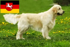 Přečtete si více ze článku Chovatelé zlatých retrívrů a štěňat v Dolním Sasku