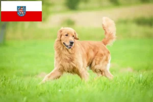 Přečtete si více ze článku Chovatelé zlatých retrívrů a štěňat v Durynsku