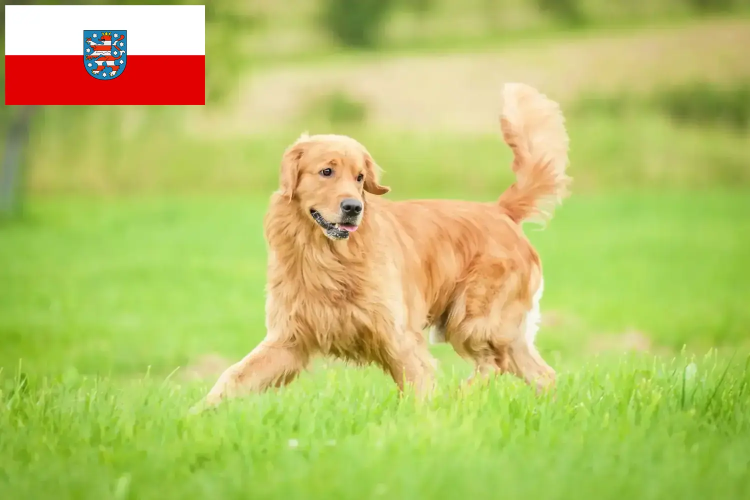 Štěňata a chovatelé zlatých retrívrů Durynsko Zde najdete chovatele zlatých retrívrů v Durynsku.