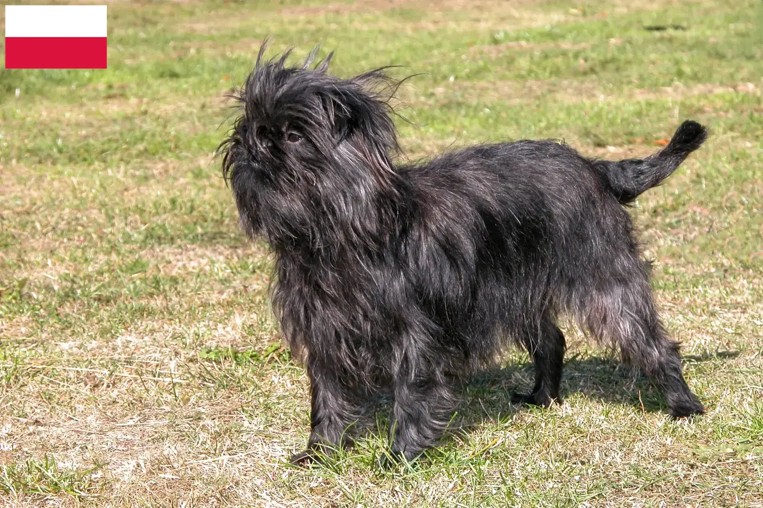 Affenpinscher štěňata a chovatelé Polsko Zde najdete chovatele Affenpinscherů v Polsku.