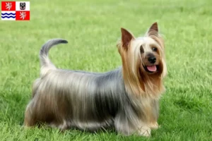 Přečtete si více ze článku Chovatelé australských silky teriérů a štěňat ve Středočeském kraji