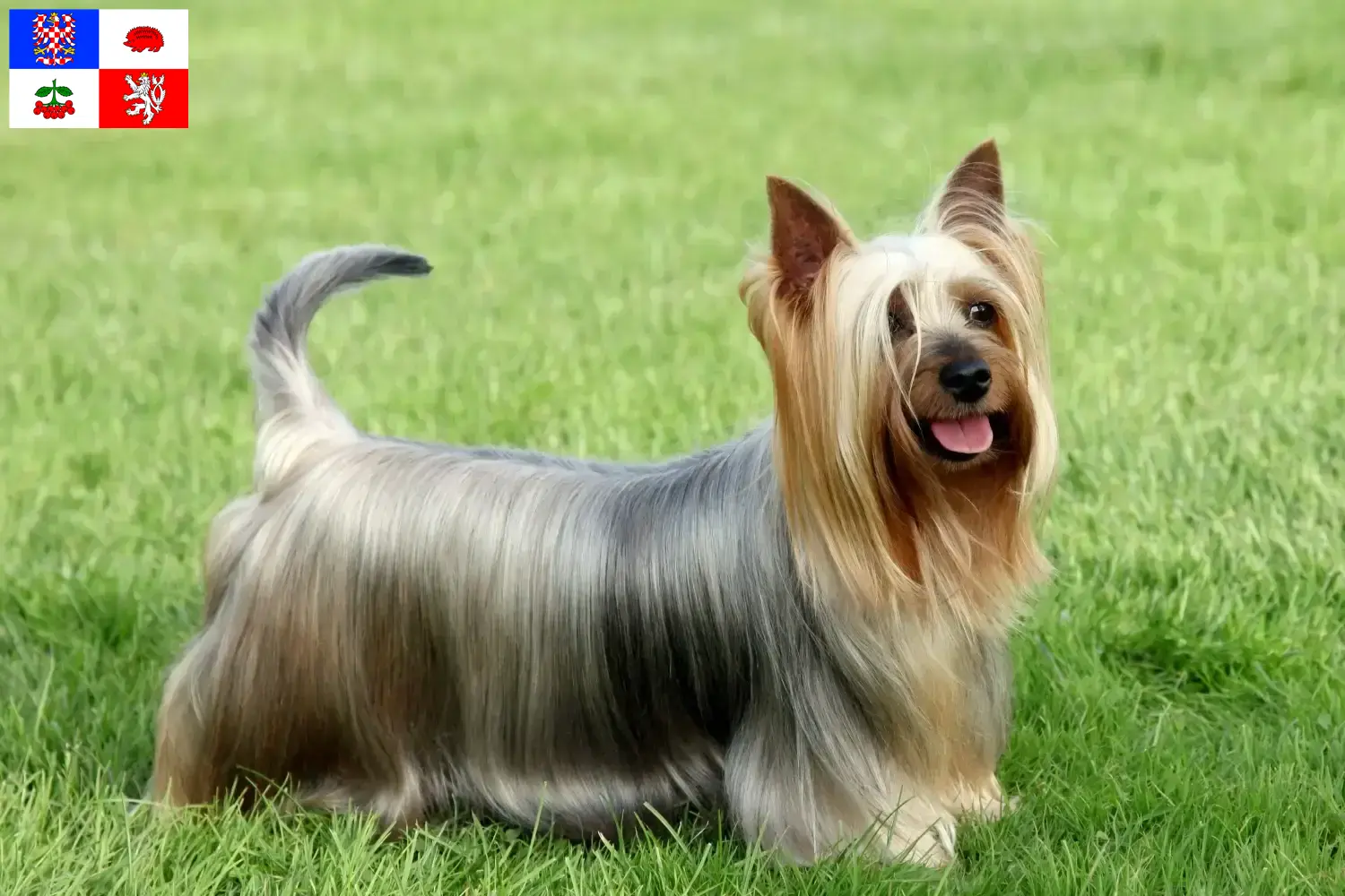 Štěňata australského silky teriéra a chovatelka Vysočina Zde najdete chovatele australských silky teriérů na Vysočině.