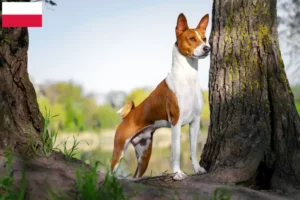 Přečtete si více ze článku Chovatelé basenji a štěňata v Polsku