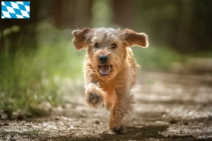 Přečtete si více ze článku Basset fauve de Bretagne chovatelé a štěňata v Bavorsku