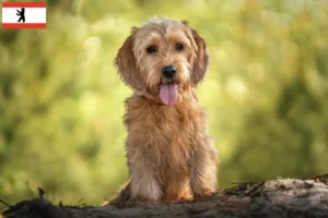 Přečtete si více ze článku Chovatelé a štěňata basset fauve de Bretagne v Berlíně