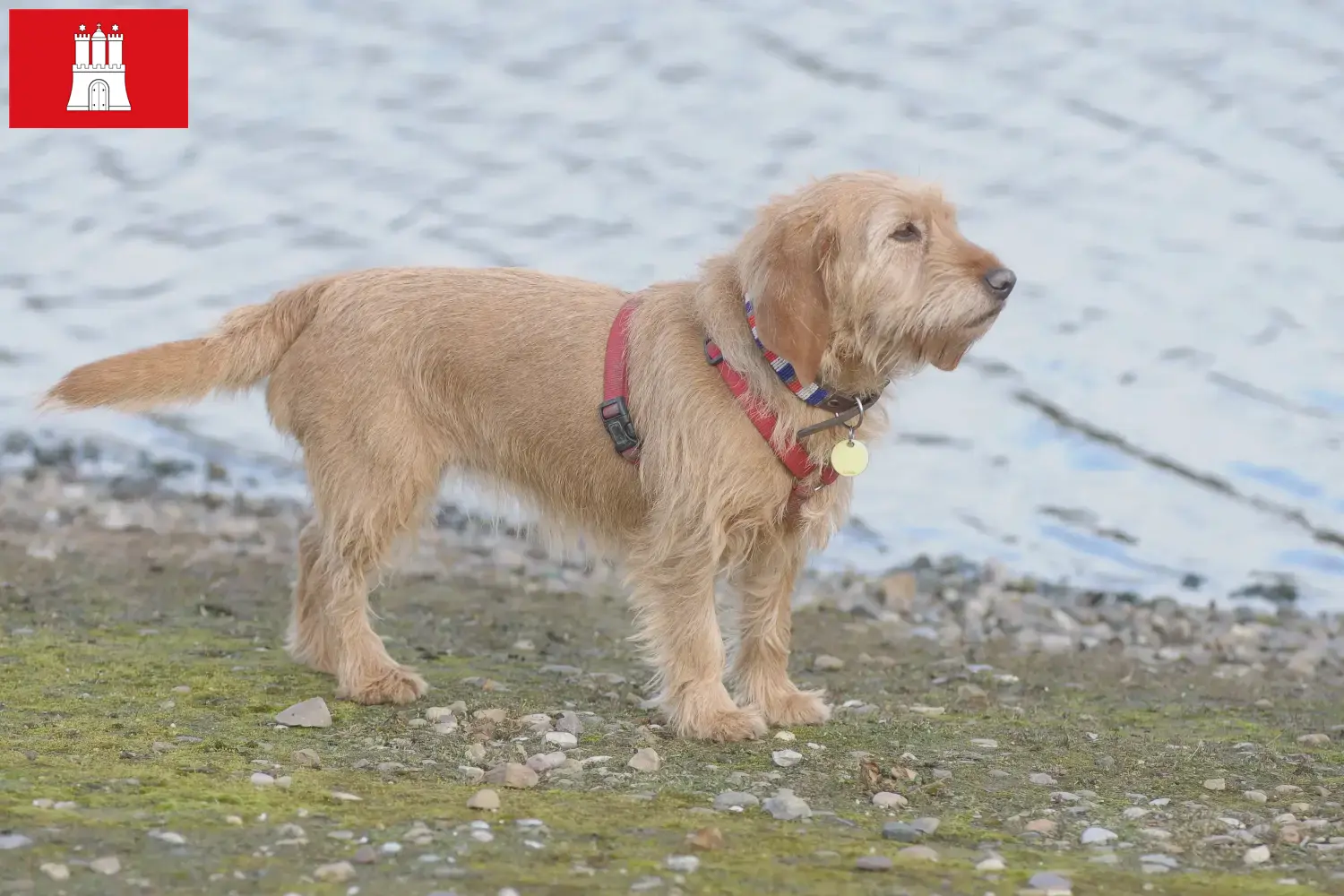 Basset fauve de Bretagne štěňata a chovatelé Hamburk Zde najdete chovatele bassetů fauve de Bretagne v Hamburku.