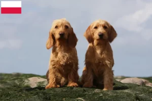 Přečtete si více ze článku Chovatelé a štěňata basset fauve de Bretagne v Polsku