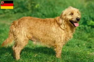 Přečtete si více ze článku Chovatelé a štěňata basset fauve de Bretagne v Porýní-Falci