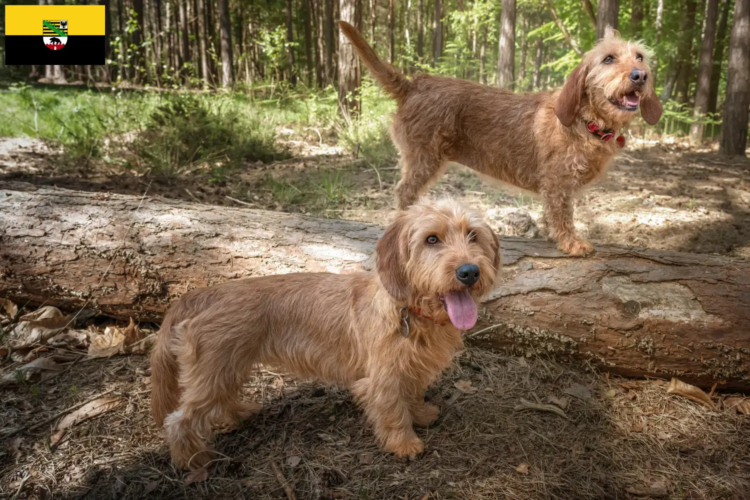 Basset fauve de Bretagne štěňata a chovatelé Sasko-Anhaltsko Najděte chovatele Basset fauve de Bretagne v Sasku-Anhaltsku.