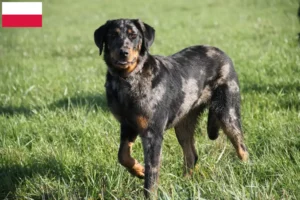 Přečtete si více ze článku Chovatelé beauceronů a štěňat v Polsku