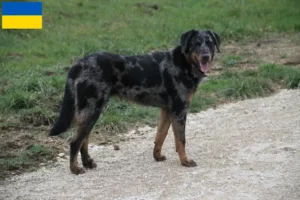 Přečtete si více ze článku Chovatelé beauceronů a štěňata na Ukrajině