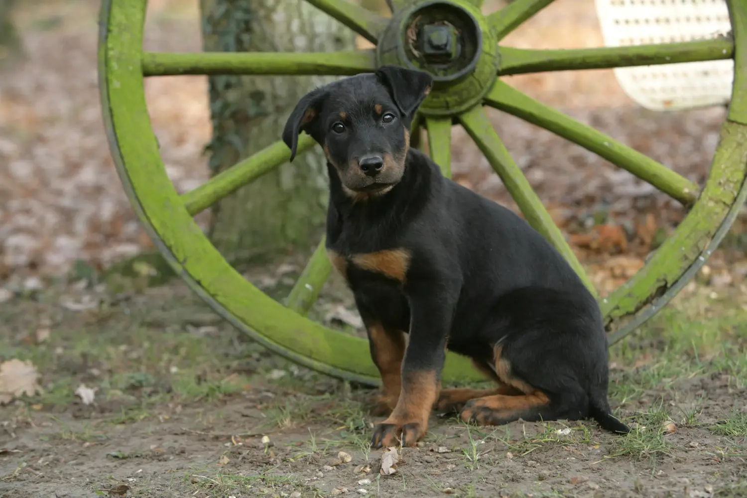 Koupit si štěně plemene Beauceron znamená převzít odpovědnost! Prodám štěňata plemene Beauceron.