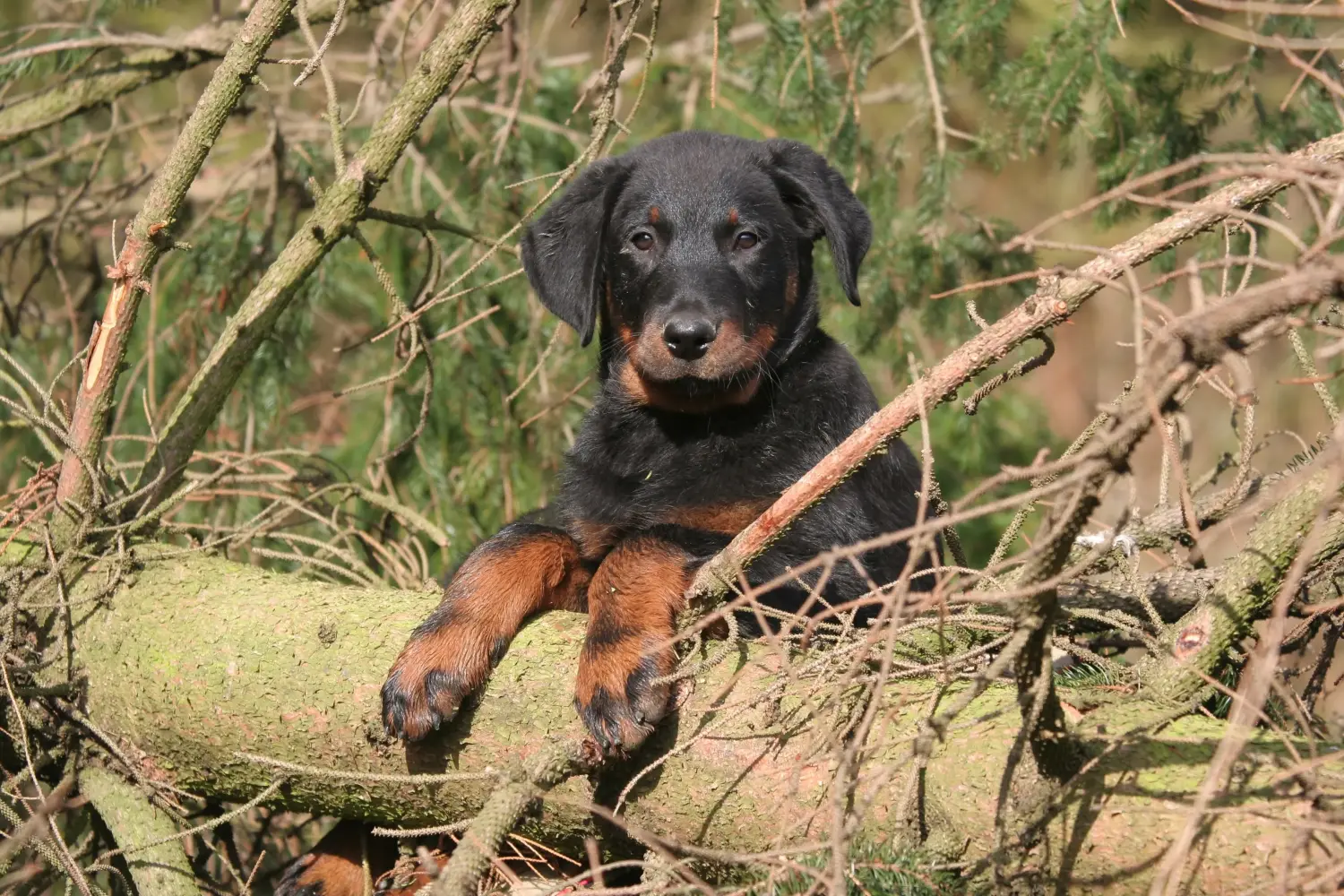 Koupit si štěně plemene Beauceron znamená převzít odpovědnost! Prodám štěňata plemene Beauceron.