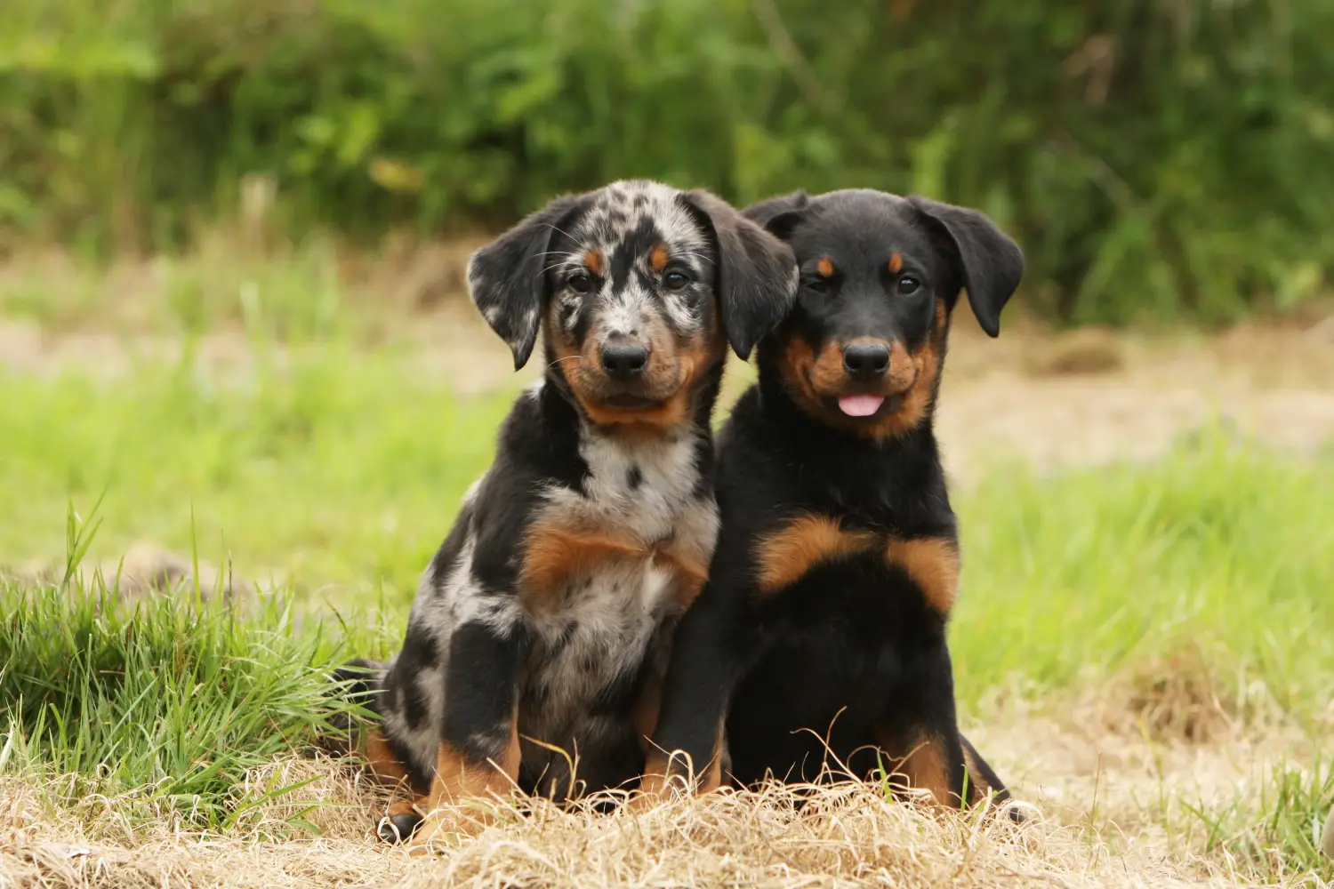 Koupit si štěně plemene Beauceron znamená převzít odpovědnost! Prodám štěňata plemene Beauceron.