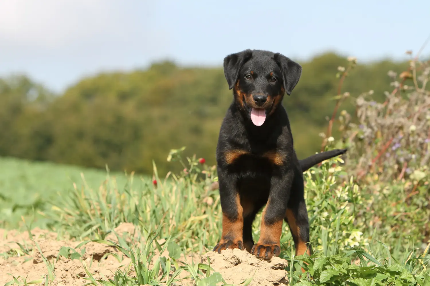 Koupit si štěně plemene Beauceron znamená převzít odpovědnost! Prodám štěňata plemene Beauceron.