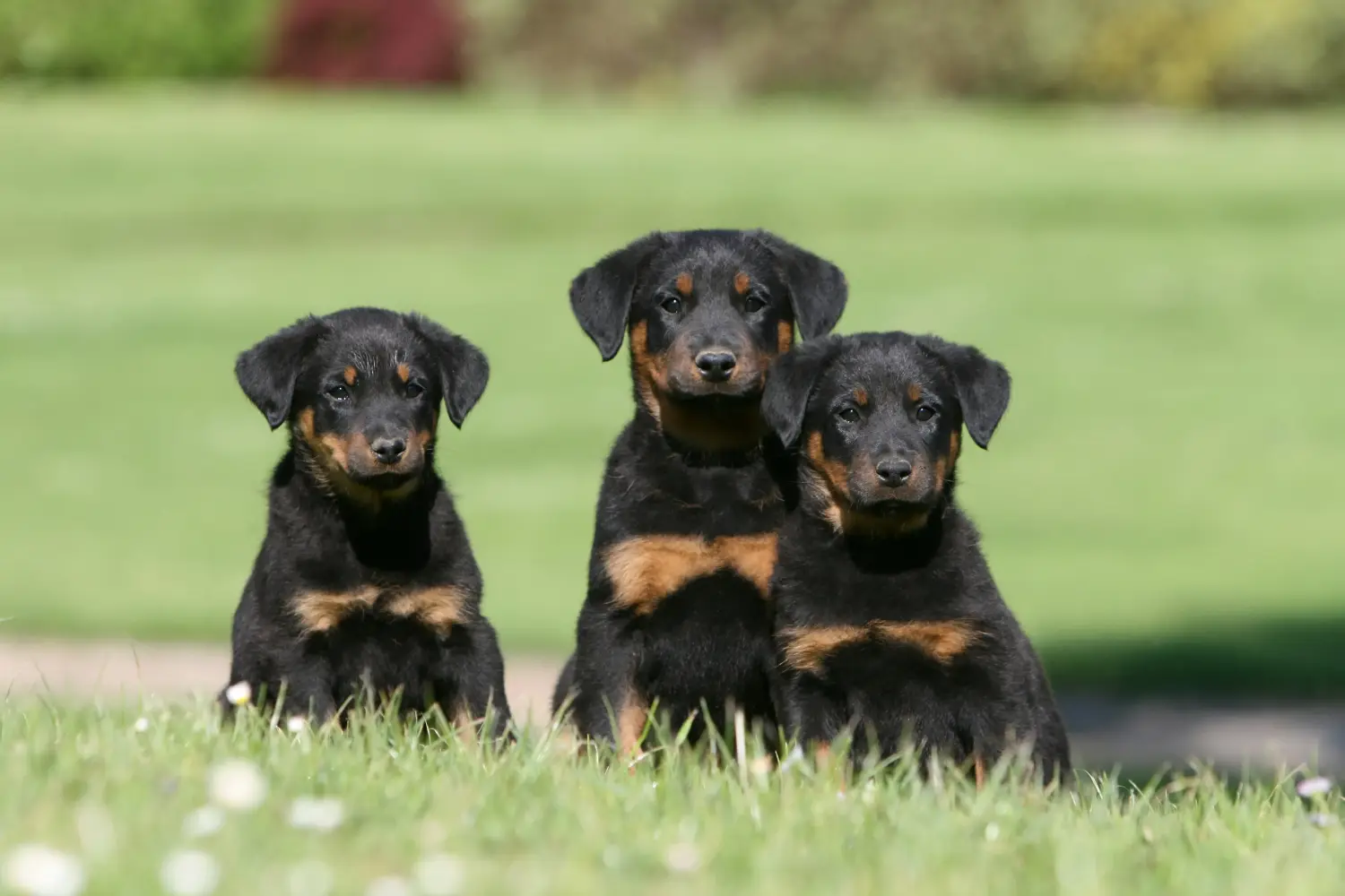 Koupit si štěně plemene Beauceron znamená převzít odpovědnost! Prodám štěňata plemene Beauceron.