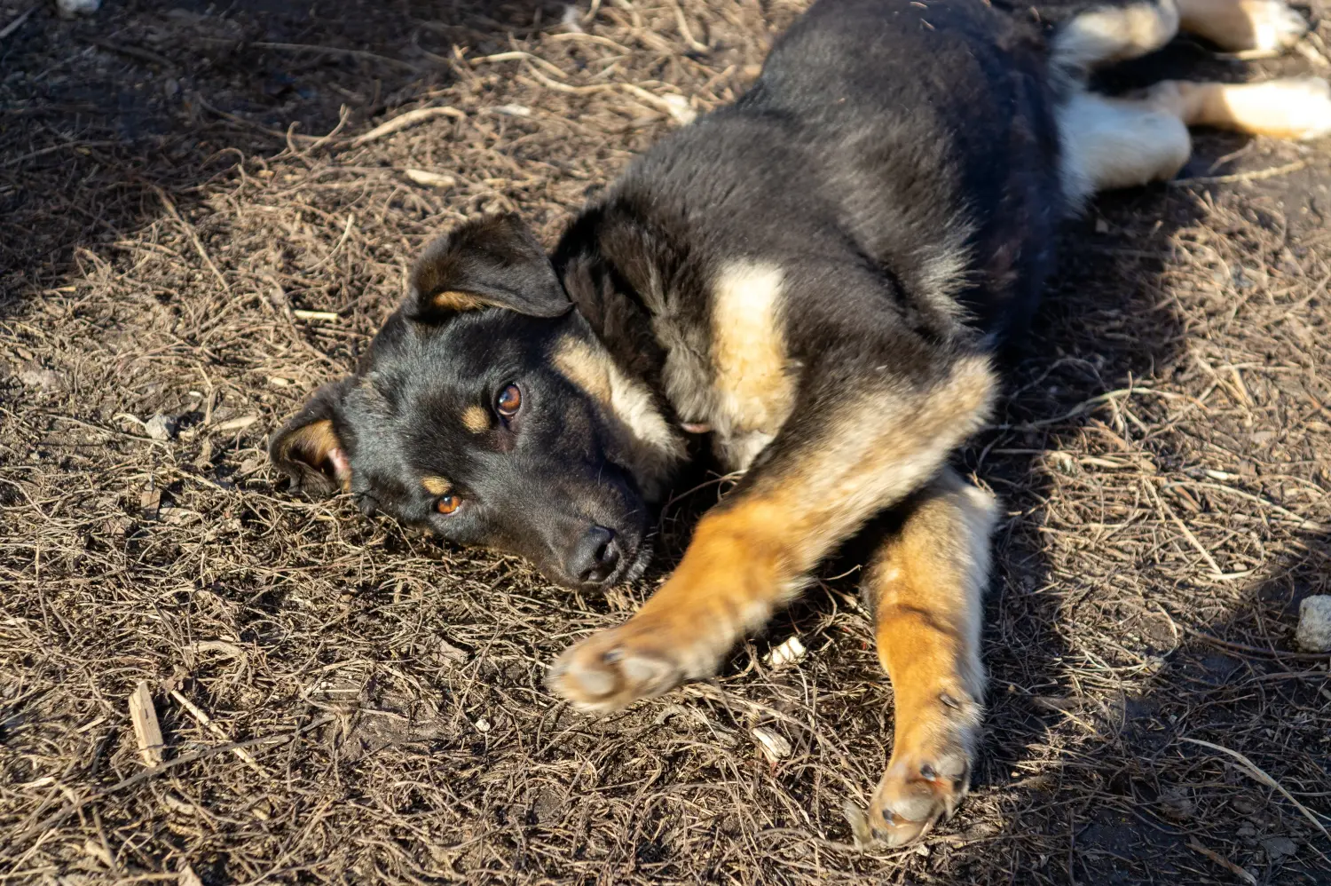 Koupit si štěně plemene Beauceron znamená převzít odpovědnost! Prodám štěňata plemene Beauceron.
