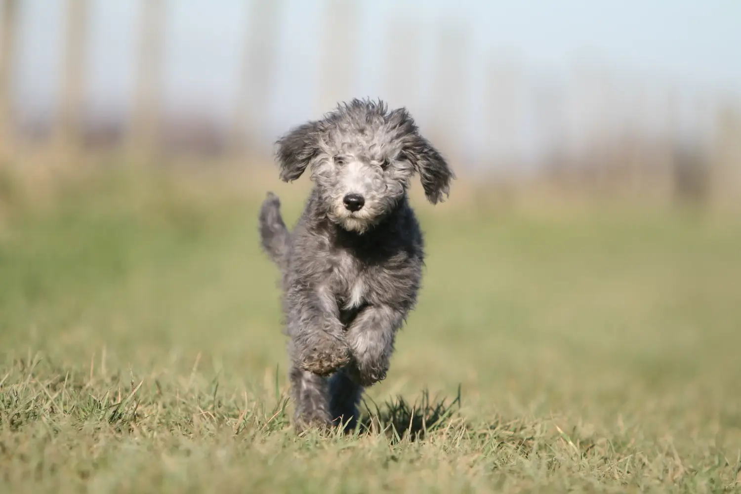 Pořídit si štěně bedlingtonského teriéra znamená převzít odpovědnost! Prodám štěňata bedlington teriéra.