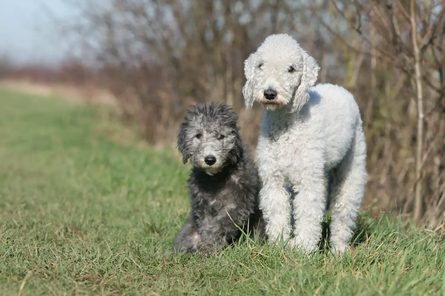 Pořídit si štěně bedlingtonského teriéra znamená převzít odpovědnost! Prodám štěňata bedlington teriéra.