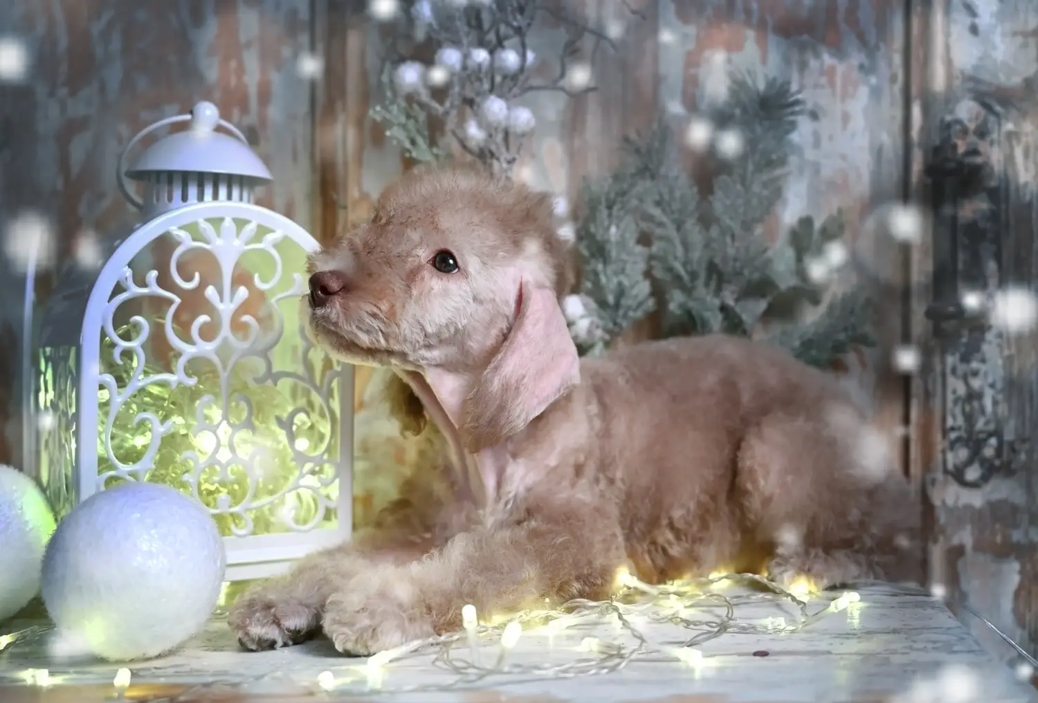 Pořídit si štěně bedlingtonského teriéra znamená převzít odpovědnost! Prodám štěňata bedlington teriéra.