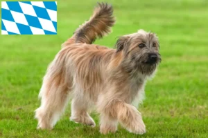 Přečtete si více ze článku Berger des Pyrenees chovatelé a štěňata v Bavorsku