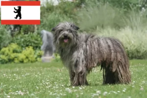 Přečtete si více ze článku Berger des Pyrenees chovatelé a štěňata v Berlíně