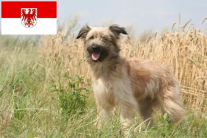 Přečtete si více ze článku Berger des Pyrenees chovatelé a štěňata v Brandenburgu