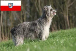 Přečtete si více ze článku Berger des Pyrenees chovatelé a štěňata v Durynsku