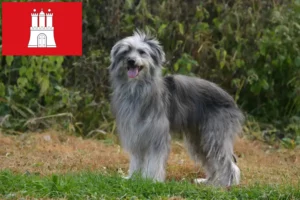 Přečtete si více ze článku Berger des Pyrenees chovatelé a štěňata v Hamburku