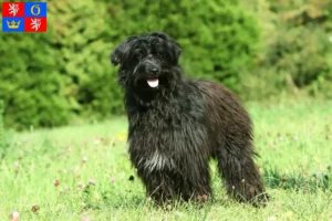 Přečtete si více ze článku Berger des Pyrenees chovatelé a štěňata v Hradci Králové