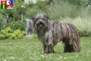 Přečtete si více ze článku Berger des Pyrenees chovatelé a štěňata v Jižních Čechách
