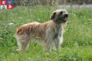 Přečtete si více ze článku Berger des Pyrenees chovatelé a štěňata v Pardubicích