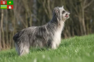 Přečtete si více ze článku Berger des Pyrenees chovatelé a štěňata v Plzni
