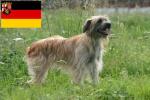 Přečtete si více ze článku Berger des Pyrenees chovatelé a štěňata v Porýní-Falci