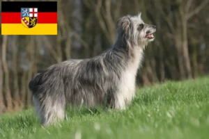 Přečtete si více ze článku Berger des Pyrenees chovatelé a štěňata v Sársku