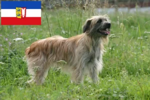 Přečtete si více ze článku Berger des Pyrenees chovatelé a štěňata ve Šlesvicku-Holštýnsku