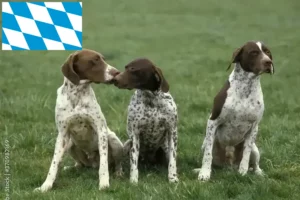 Přečtete si více ze článku Braque français type Pyrénées chovatelé a štěňata v Bavorsku