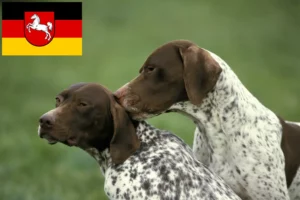 Přečtete si více ze článku Braque français type Pyrénées chovatelé a štěňata v Dolní Sasko