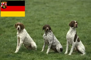 Přečtete si více ze článku Braque français type Pyrénées chovatelé a štěňata v Porýní-Falc