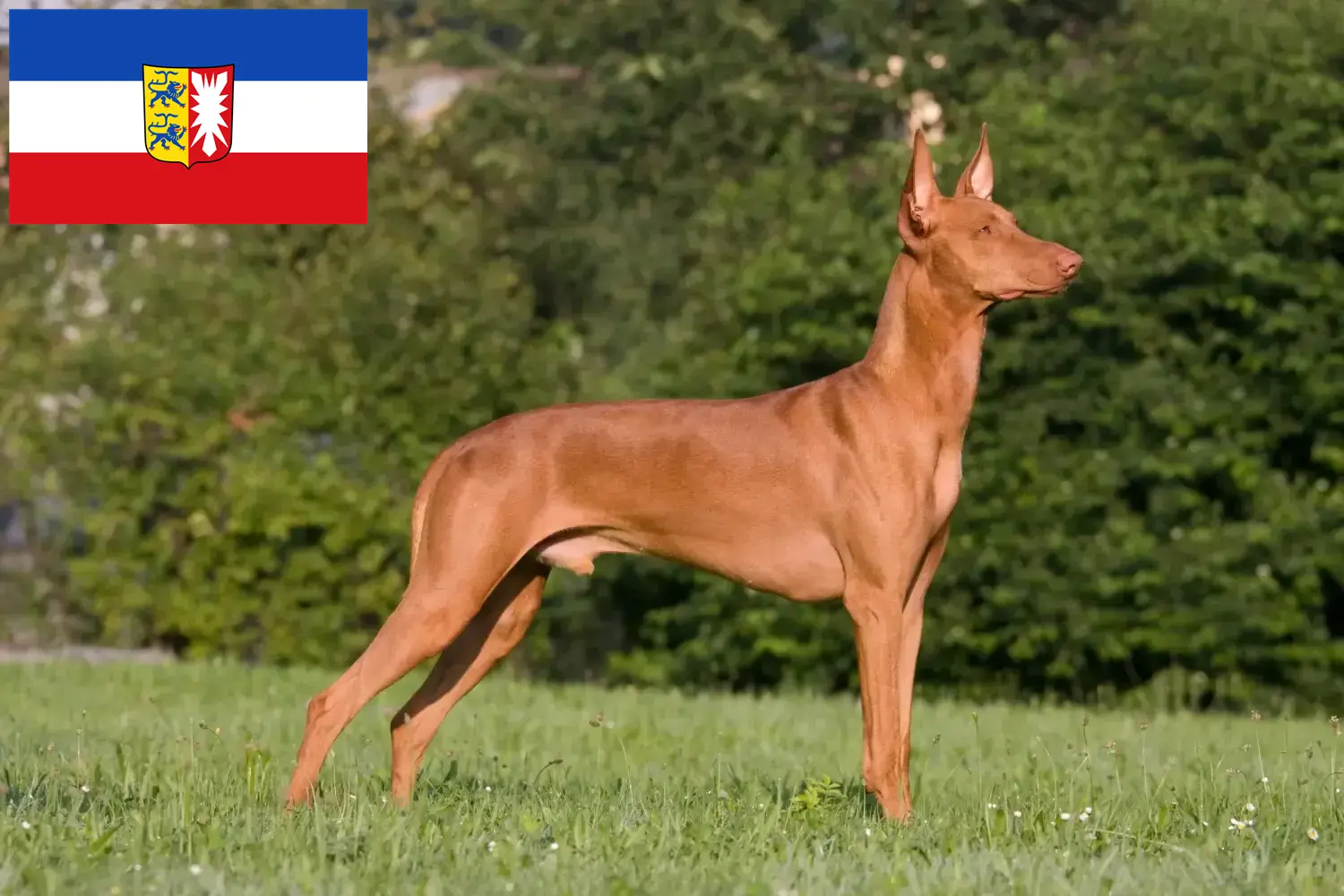 Faraonský honič štěňata a chovatelé Šlesvicko-Holštýnsko Zde najdete chovatele faraonských psů ve Šlesvicku-Holštýnsku.