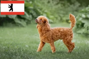 Přečtete si více ze článku Chovatelé pudlů a štěňat v Berlíně