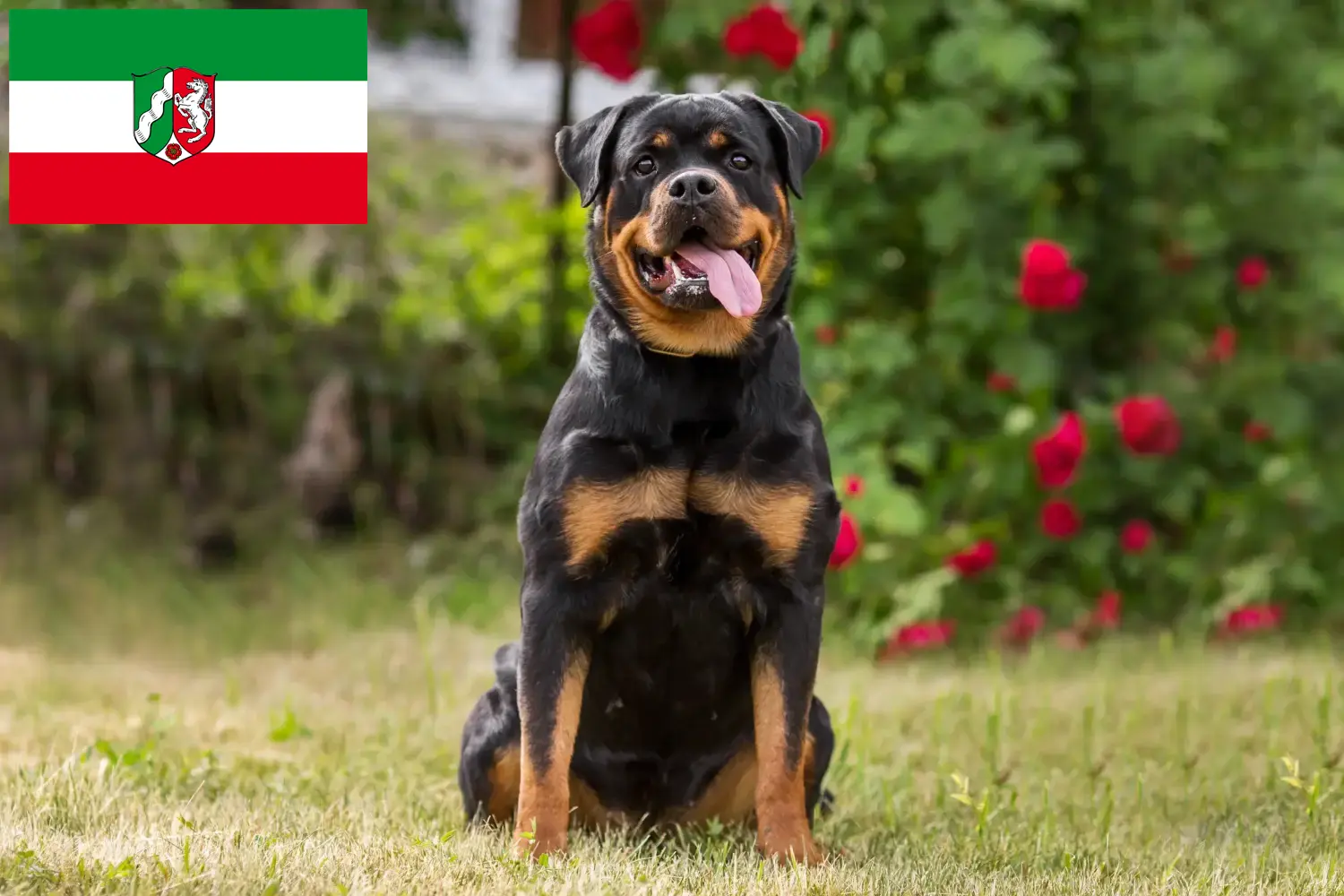 Štěňata rotvajlerů a chovatelé Severní Porýní-Vestfálsko Zde najdete chovatele rotvajlerů v Severním Porýní-Vestfálsku.